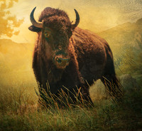 Bison-2