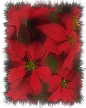 ChristmasPoinsetta1