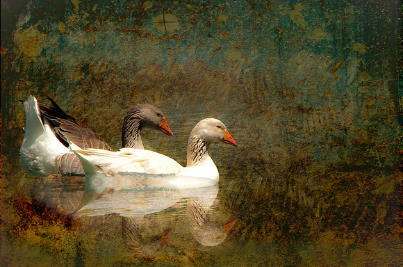 Feathered Friends
